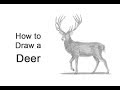 How To Draw A Deer Red Deer