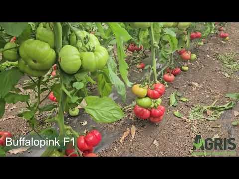 Buffalopink F1 - Cultura de tomate roz la Ferma Moșneni, jud. Constanța