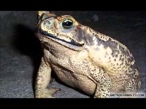 Amphibian  -  Animal Depravation
