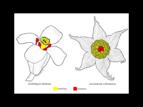 lacandonia schiasmatica