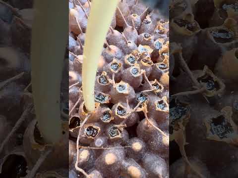 Terminata 未来战士品种