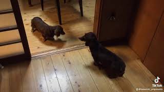 【動物】ダックスフントｖｓダックダックスフント
