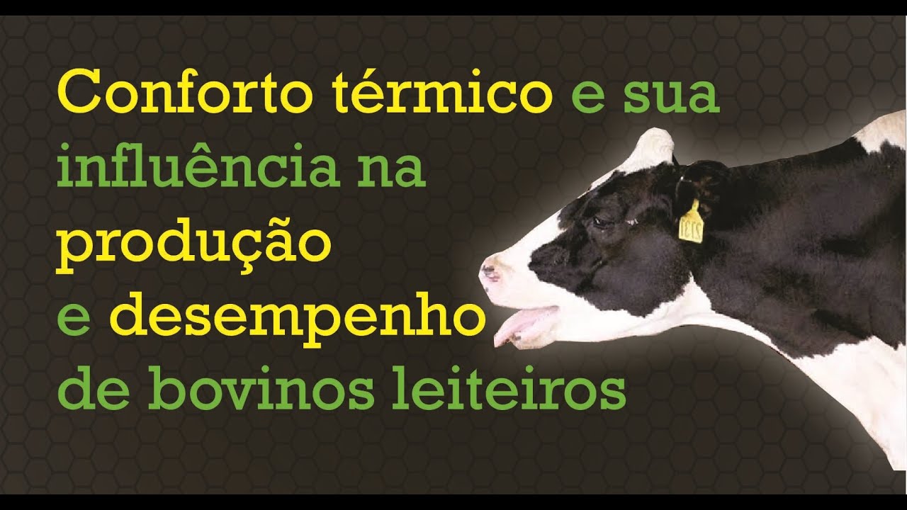 Conforto térmico e sua influência na produção e desempenho de bovinos leiteiros #compostbarn
