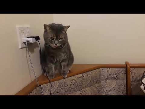 FUNNIEST CATS - FUNNY CAT CLEANING - FUNNY CAT VIDEOS - FUNNY CATS LIFE