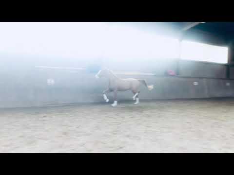 *2018 Gelding by Secret x Savoy x Dimaggio