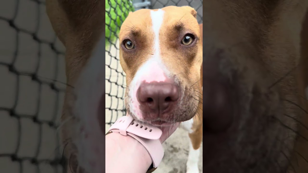 Natalee, a ADOPTABLE Pit Bull Terrier in Chicago, IL video 5/5