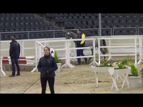 Freispringwettbewerb Pr.Hann.Springpferde 2016