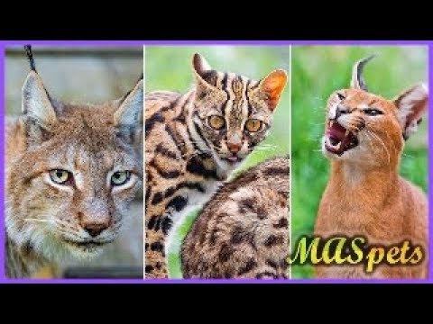 9 Exotic Cats People Keep as Pets