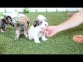 Havapoo dogs for sale: Paisley - Video 1