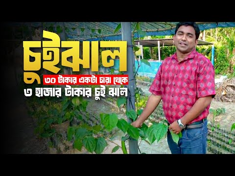 চুইঝাল-ChuiJhal-৩০ টাকার একটা চারা থেকে ৩ হাজার টাকার চুই ঝাল(পর্ব-০১)