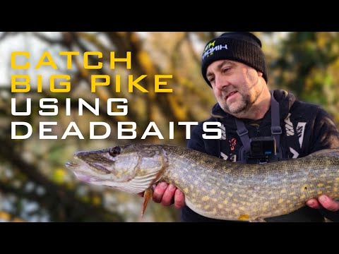 Deadbaits - A Beginners Guide To Pike Fishing