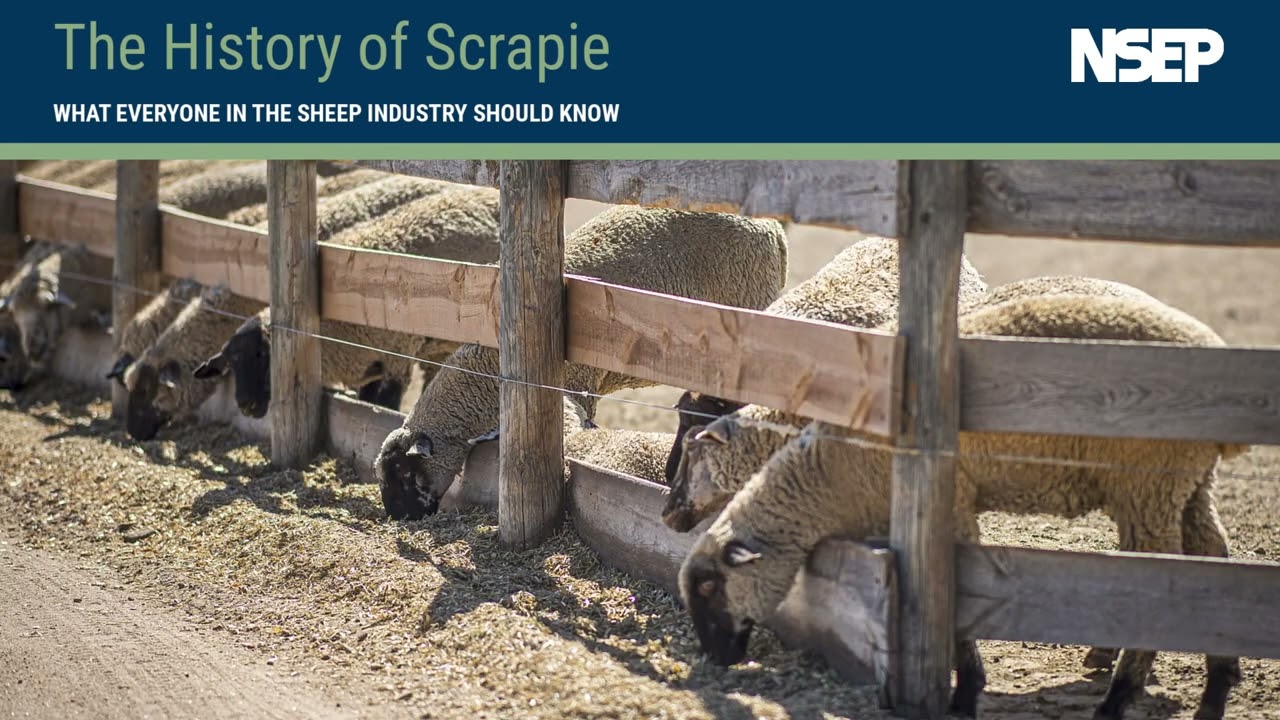 History of Scrapie