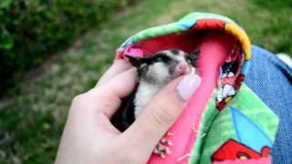 Trevor and some scratches!