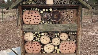 Build an Insect Hotel: Everyone Can Grow A Garden (2018) #7