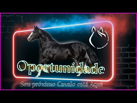 Oportunidade!  Semifinalista do Freio de Ouro 2022