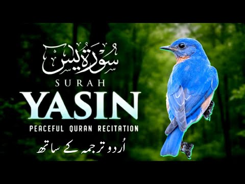 Surah Yaseen Urdu Tarjuma ke Sath | Peaceful Recitation | Episode - 617