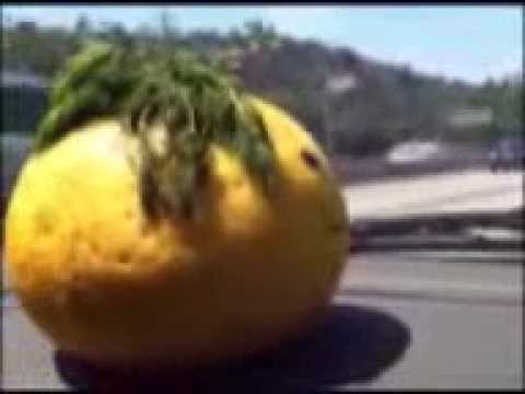 Wanderin' Girl - Paul Bergmann and the Fair Moans