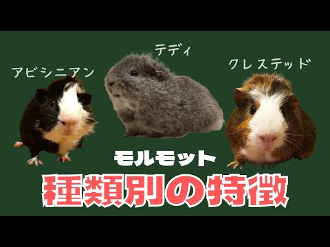 IUCN分類における絶滅の危険性を示す図。