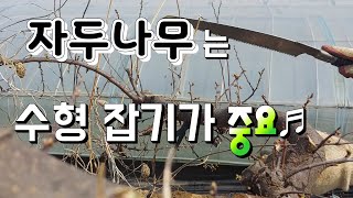 자두나무 수협잡기 복잡한 잔가지 자르는법 유실수 전정