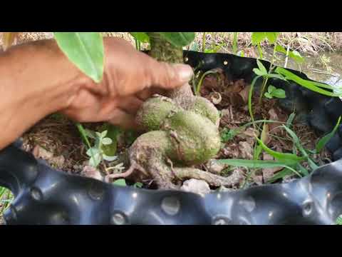 Xem mai cúc thọ hương trồng đất gốc quái ngày 25,04,2023  ĐT 0977329080 hiền