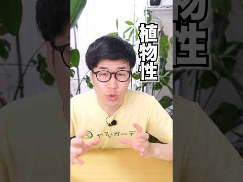 トマトの前に何を植えるか 緑肥の植物カバー コンパニオンダイコン