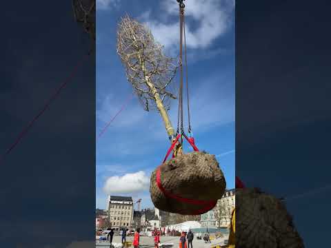 #LuxCityShorts - Novas árvores na Place Guillaume II