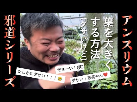 ピロメトラ・オーストラリス