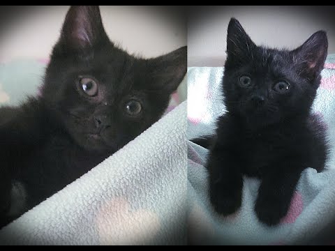Black cats really do have bad luck being adopted
