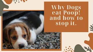 Why Dogs Eat Poop And How To Stop It