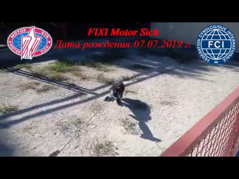 FIXI Motor Sich щенок немецкой овчарки(german shepherd puppy)