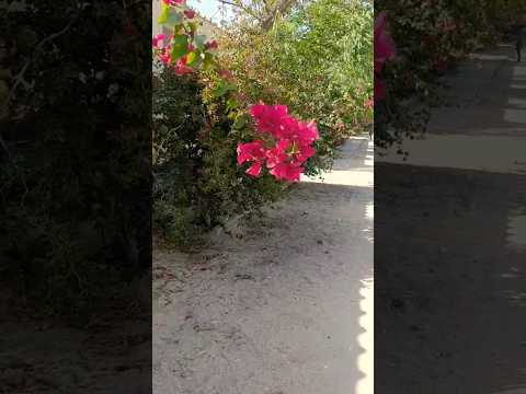 🌺🌹 Flowers 🌻😍 #sukhpreetpunjabiboy #shorts #flower #flowers #viralsong #viral #view #viralvideo