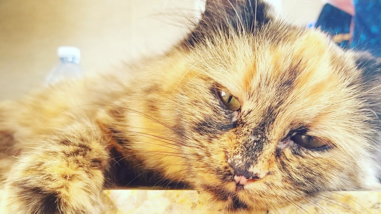 facebook live: Cathedral Cactus & a new kitty!