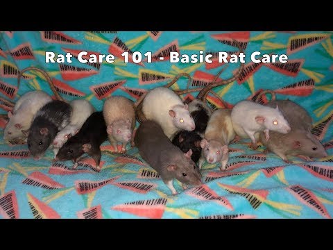 Ako sa starať o domáceho potkana (Rattus norvegicus domestica)