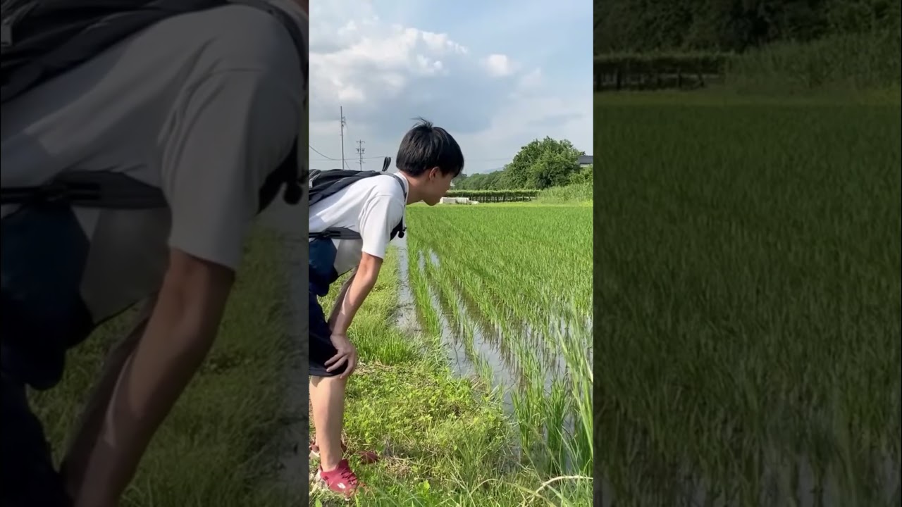 Explore Serene Rice Fields & Discover Hidden Tadpoles!