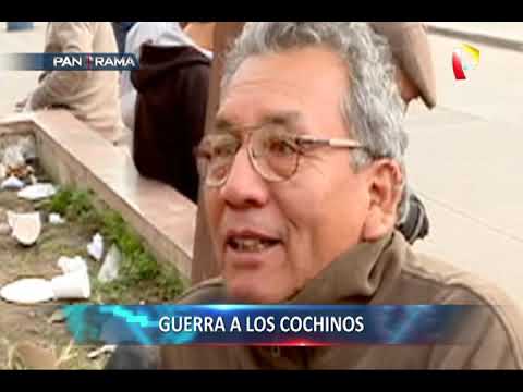 Guerra a los cochinos: malas costumbres y falta de civismo ‘made in Perú’