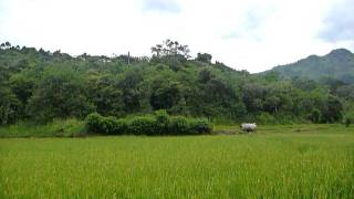 preview picture of video 'Sri Lanka,ශ්‍රී ලංකා,Ceylon,Beautiful Valley with Rice Fields'
