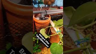 Download lagu I replaced the hoses with PVC pipes to improve waterflow and clean up the DIY filter design mp3