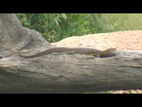 Djuma: Water Monitor Lizard sunning itself - 02/07/19