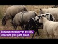 Schapen moeten van de dijk door aanhoudende droogte