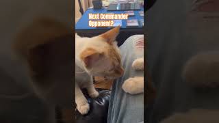 MTG Commander in big trouble from the kitty of destruction! Magic: The Gathering every day #mtg ￼￼