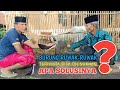Burung Ruwak Ruwak Wak Wak Ternyata Bisa Jinak Begini Solusinya Beringin Farm