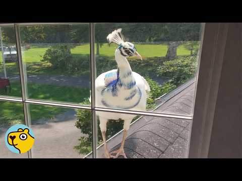 Diva Peacock Knocks On Bathroom Window Every Single Morning