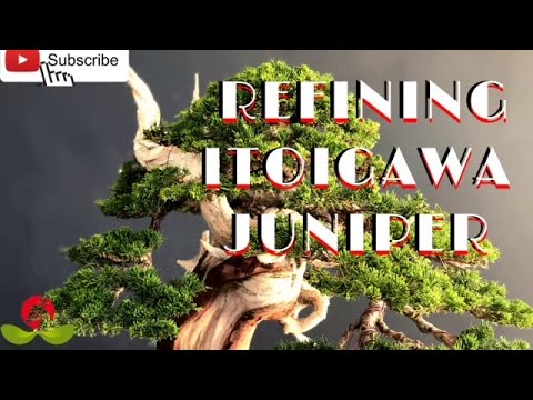 Refining Itoigawa Juniper