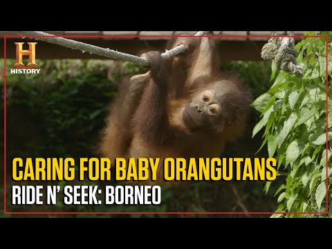 Hanging Out with Baby Orangutans | Ride N' Seek: Borneo