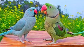 Parrot Nature Video | Parrot Sounds