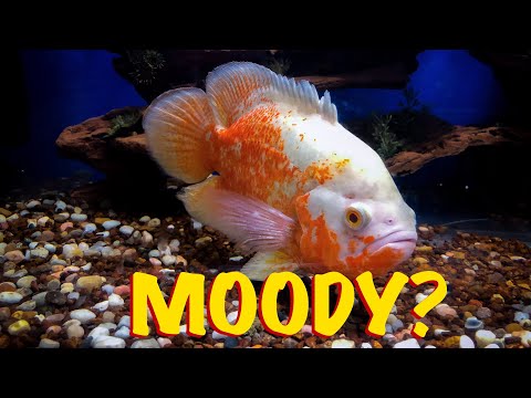 download lagu mp3 mp4 Albino Tiger Oscar, download lagu Albino Tiger Oscar gratis, unduh video klip Albino Tiger Oscar