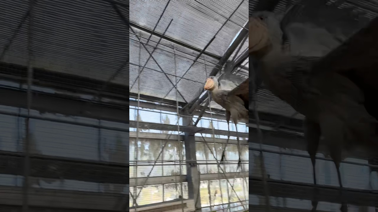 今日のおはようふたば(2026.3.24 ②)【掛川花鳥園公式】