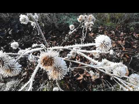 unser essbarer Waldgarten mit Raureif