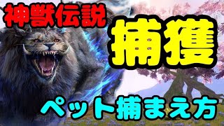 【神獣伝説】 捕獲 ペット捕まえ方 攻略 実況 解説