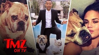 Chrissy Teigen's Beloved Dog Puddy Dies | TMZ TV
